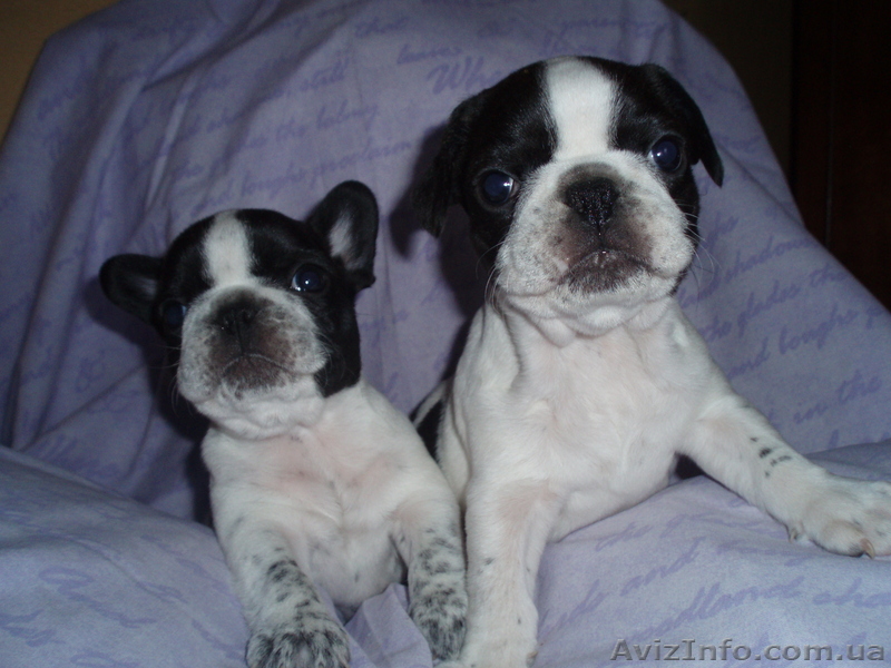 Французские бульдоги, щенки - <ro>Изображение</ro><ru>Изображение</ru> #1, <ru>Объявление</ru> #1465