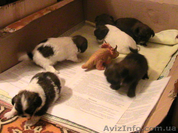 Малыши - карандаши - <ro>Изображение</ro><ru>Изображение</ru> #1, <ru>Объявление</ru> #2520