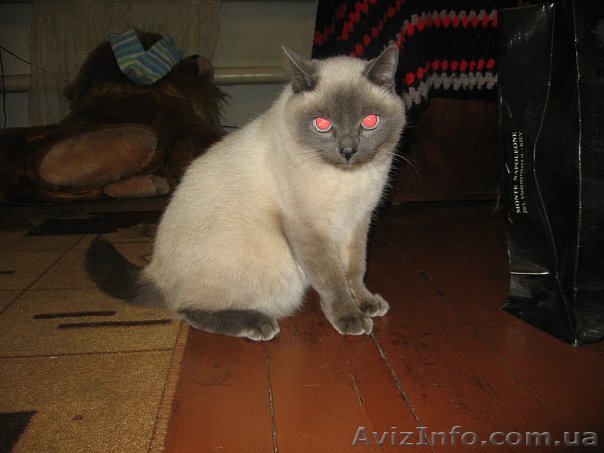 Тайский котик, блю-поинт, 1 год, в дар - <ro>Изображение</ro><ru>Изображение</ru> #1, <ru>Объявление</ru> #12066