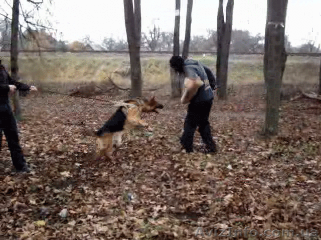 Дрессировка собак в городе Черкассы Украина - <ro>Изображение</ro><ru>Изображение</ru> #1, <ru>Объявление</ru> #13758