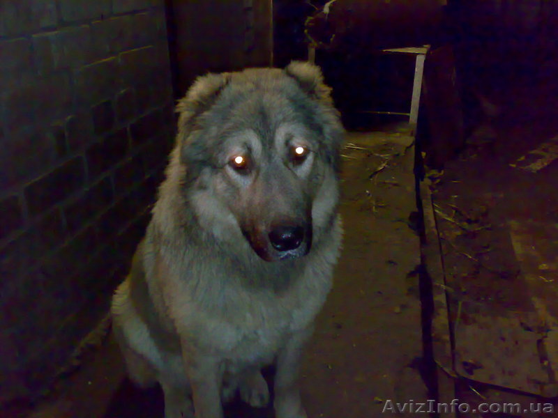 Кавказская овчарка.... - <ro>Изображение</ro><ru>Изображение</ru> #1, <ru>Объявление</ru> #29704