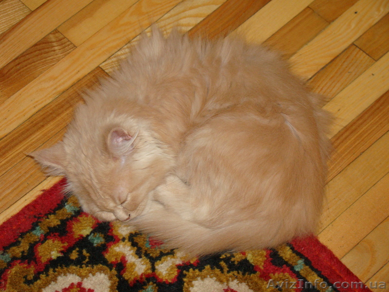 КОТ персидский классик - <ro>Изображение</ro><ru>Изображение</ru> #1, <ru>Объявление</ru> #49836