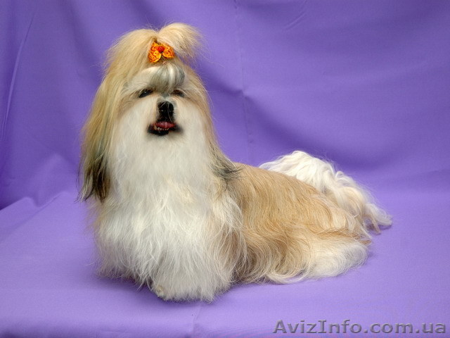 Ши-тцу собачка приносящаяв дом счастье. - <ro>Изображение</ro><ru>Изображение</ru> #1, <ru>Объявление</ru> #48996