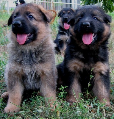 Щенки немецкой овчарки от родителей с отличной родословной - <ro>Изображение</ro><ru>Изображение</ru> #1, <ru>Объявление</ru> #63693