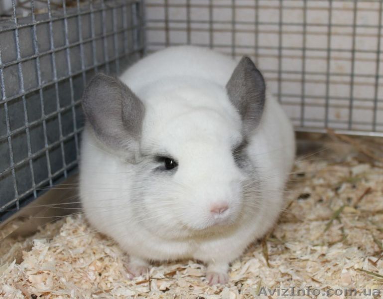 Шиншилла Центр племенные - <ro>Изображение</ro><ru>Изображение</ru> #1, <ru>Объявление</ru> #66713