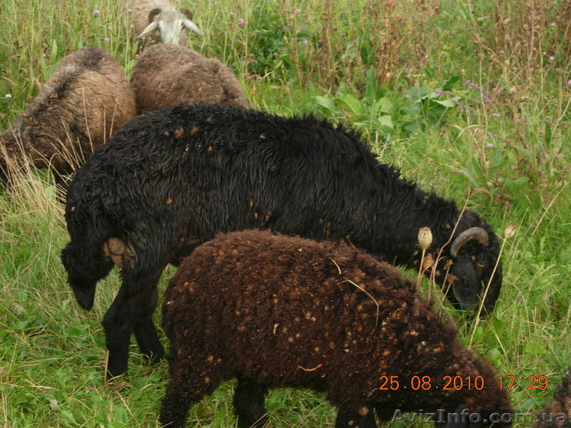 Продам баранов курдюшной породы - <ro>Изображение</ro><ru>Изображение</ru> #1, <ru>Объявление</ru> #79684