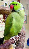 Ожереловый попугай! Продам вместе с клеткой! - <ro>Изображение</ro><ru>Изображение</ru> #1, <ru>Объявление</ru> #78466