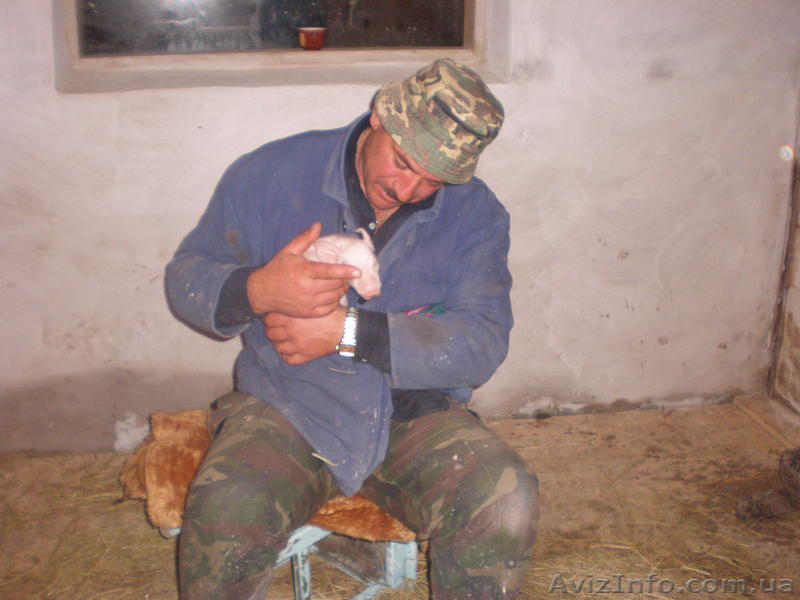 Продам поросят!!! - <ro>Изображение</ro><ru>Изображение</ru> #1, <ru>Объявление</ru> #99308