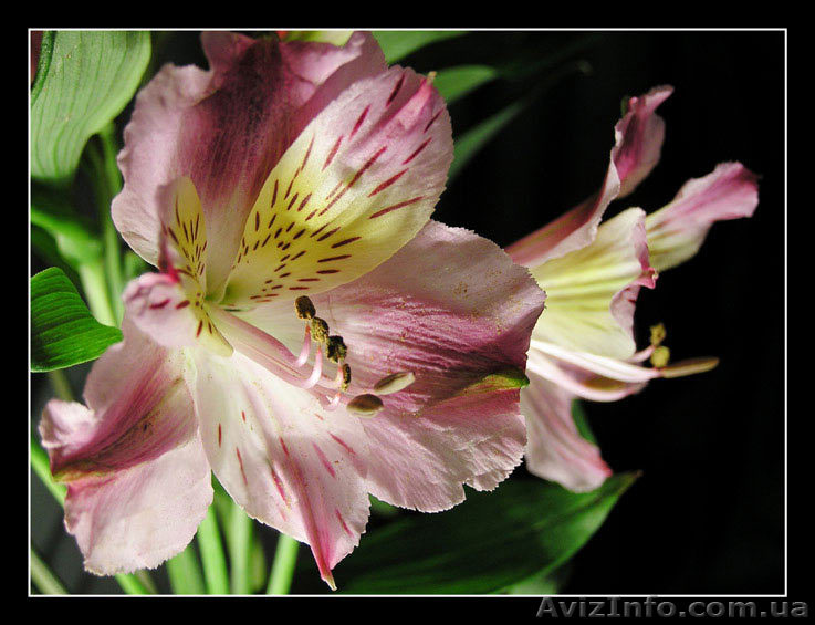 Самый большой выбор цветов! - <ro>Изображение</ro><ru>Изображение</ru> #1, <ru>Объявление</ru> #109880