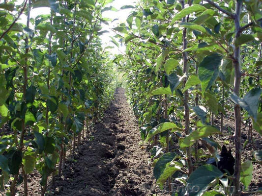 Продажа саженцев яблони - <ro>Изображение</ro><ru>Изображение</ru> #1, <ru>Объявление</ru> #71715