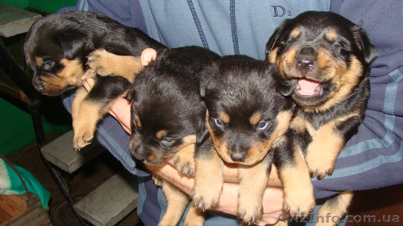 Щенки породы ротвейлера - <ro>Изображение</ro><ru>Изображение</ru> #1, <ru>Объявление</ru> #166646