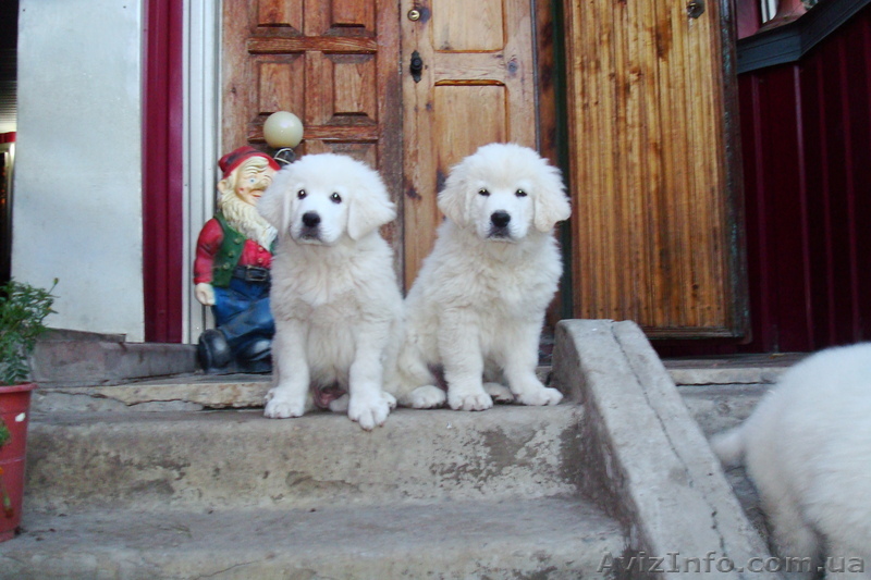 Польская подгалянская овчарка - <ro>Изображение</ro><ru>Изображение</ru> #1, <ru>Объявление</ru> #197942