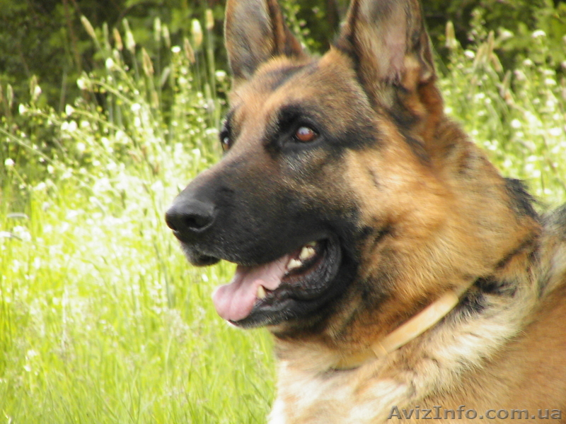  немецкой овчарки щенок - <ro>Изображение</ro><ru>Изображение</ru> #1, <ru>Объявление</ru> #221946