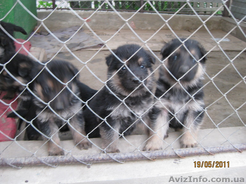 немецкой овчарки Щенки - <ro>Изображение</ro><ru>Изображение</ru> #1, <ru>Объявление</ru> #270178