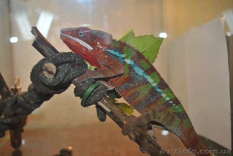 Продажа экзотических животных. - <ro>Изображение</ro><ru>Изображение</ru> #1, <ru>Объявление</ru> #251052