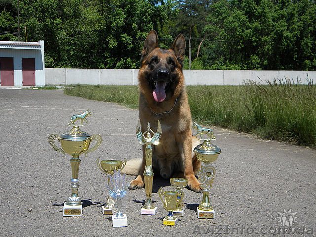 щенок немкцкой овчарки - <ro>Изображение</ro><ru>Изображение</ru> #1, <ru>Объявление</ru> #305311