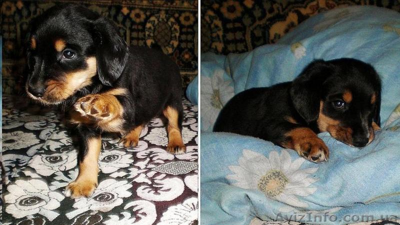 Продается щеночек Английского кокер спаниеля! - <ro>Изображение</ro><ru>Изображение</ru> #1, <ru>Объявление</ru> #330601