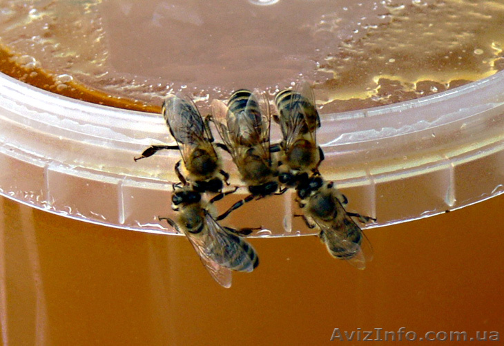 Продам мед высококачественный - <ro>Изображение</ro><ru>Изображение</ru> #1, <ru>Объявление</ru> #319589