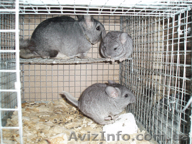 Работа, бизнес в селе, на дому - <ro>Изображение</ro><ru>Изображение</ru> #1, <ru>Объявление</ru> #320643