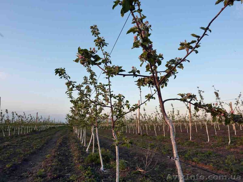 Пропонуэмо професійні види послуг по догляду за Вашим садом - <ro>Изображение</ro><ru>Изображение</ru> #1, <ru>Объявление</ru> #420235