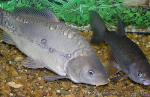 Прода живую рыбу (карп, толстолоб) - <ro>Изображение</ro><ru>Изображение</ru> #1, <ru>Объявление</ru> #421192