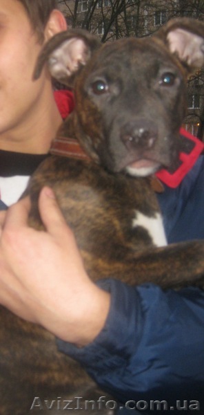 3-х месячный стафордширский терьер продам срочно - <ro>Изображение</ro><ru>Изображение</ru> #1, <ru>Объявление</ru> #444149