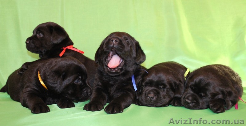 щенки  лабриков - <ro>Изображение</ro><ru>Изображение</ru> #1, <ru>Объявление</ru> #492047