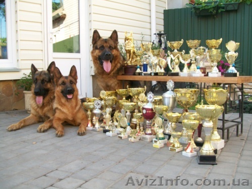 Клуб собаководства - <ro>Изображение</ro><ru>Изображение</ru> #1, <ru>Объявление</ru> #522726