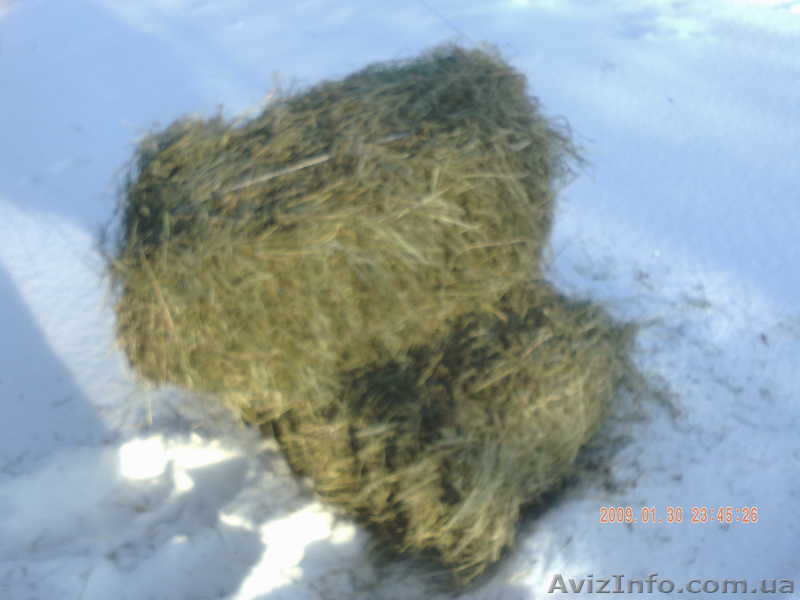 продам сено\солому - <ro>Изображение</ro><ru>Изображение</ru> #1, <ru>Объявление</ru> #549655