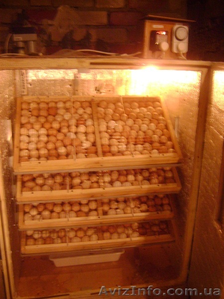 ИНКУБАТОР АВТОМАТ - <ro>Изображение</ro><ru>Изображение</ru> #1, <ru>Объявление</ru> #571162