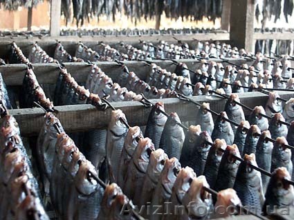 Рыба вяленая оптом - <ro>Изображение</ro><ru>Изображение</ru> #1, <ru>Объявление</ru> #577480