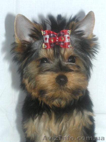 Щенки  йоркширского  терьера  ! - <ro>Изображение</ro><ru>Изображение</ru> #1, <ru>Объявление</ru> #690180