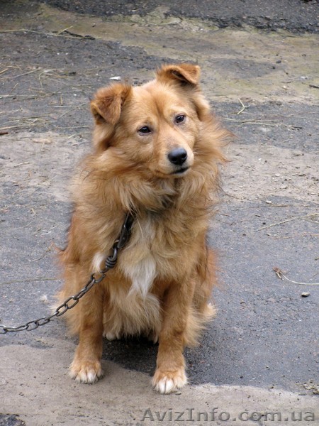 Отдам в хорошие руки собаку - <ro>Изображение</ro><ru>Изображение</ru> #1, <ru>Объявление</ru> #696590