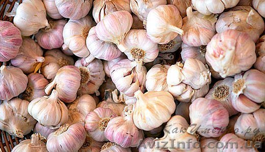 чеснок продам оптом  - <ro>Изображение</ro><ru>Изображение</ru> #1, <ru>Объявление</ru> #843651