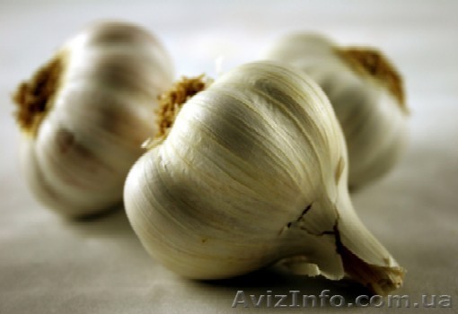 чеснок семена воздушка однозубка оптом  - <ro>Изображение</ro><ru>Изображение</ru> #1, <ru>Объявление</ru> #843652