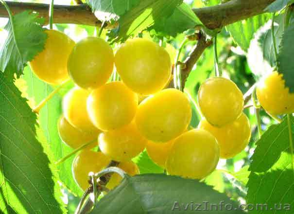 Предлагаем саженцы черешни лучших сортов - <ro>Изображение</ro><ru>Изображение</ru> #1, <ru>Объявление</ru> #865601