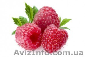 Предлагаю саженцы малины луччших сортов - <ro>Изображение</ro><ru>Изображение</ru> #1, <ru>Объявление</ru> #865590