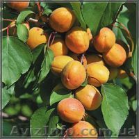 Предлагаю саженцы абрикоса  Лескоре,Оболонский,Монастырский,Сын Табарзы - <ro>Изображение</ro><ru>Изображение</ru> #1, <ru>Объявление</ru> #865770