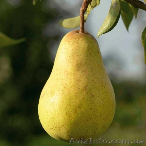 Предлагаем саженцы груш Изольда, Бере Люка, Секуи, Ноябрьская, Олимпик - <ro>Изображение</ro><ru>Изображение</ru> #1, <ru>Объявление</ru> #865727