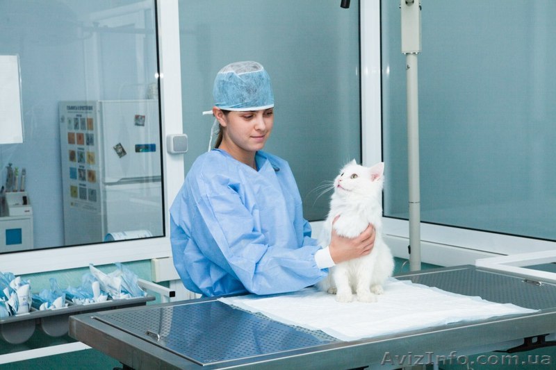 Вызов ветеринара на дом. Черкассы - <ro>Изображение</ro><ru>Изображение</ru> #1, <ru>Объявление</ru> #885056