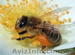 Продам бджолосім`ї - <ro>Изображение</ro><ru>Изображение</ru> #1, <ru>Объявление</ru> #893177