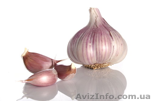 продам чеснок семена чеснока озимого - <ro>Изображение</ro><ru>Изображение</ru> #1, <ru>Объявление</ru> #911773