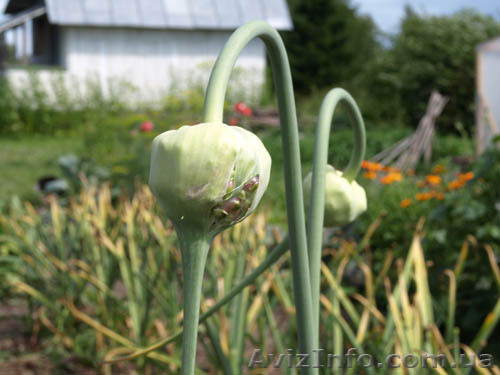 продам чеснок семена чеснока. воздушка. однозубка - <ro>Изображение</ro><ru>Изображение</ru> #1, <ru>Объявление</ru> #910864