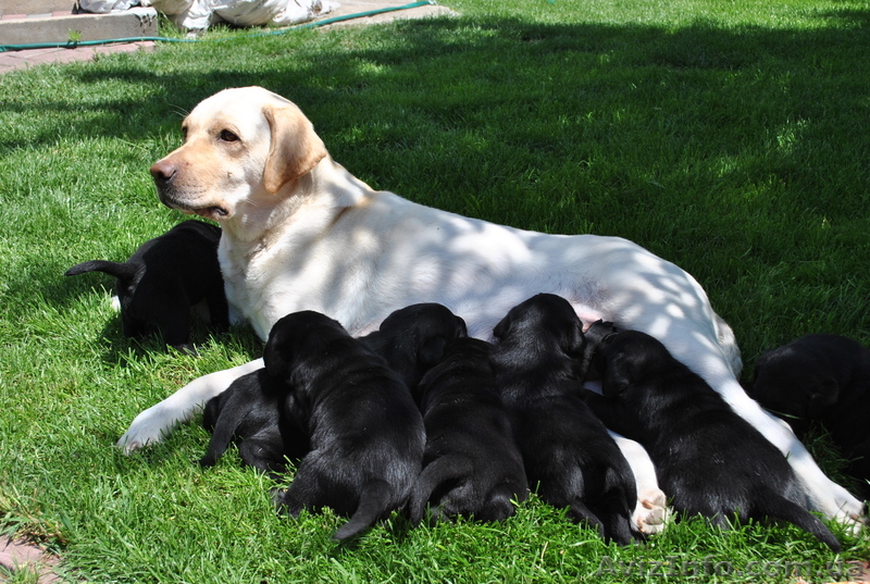 Щенки лабрадора ретривера черные - <ro>Изображение</ro><ru>Изображение</ru> #1, <ru>Объявление</ru> #909760