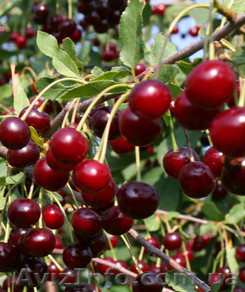 купим вишню для переработки - <ro>Изображение</ro><ru>Изображение</ru> #1, <ru>Объявление</ru> #915008