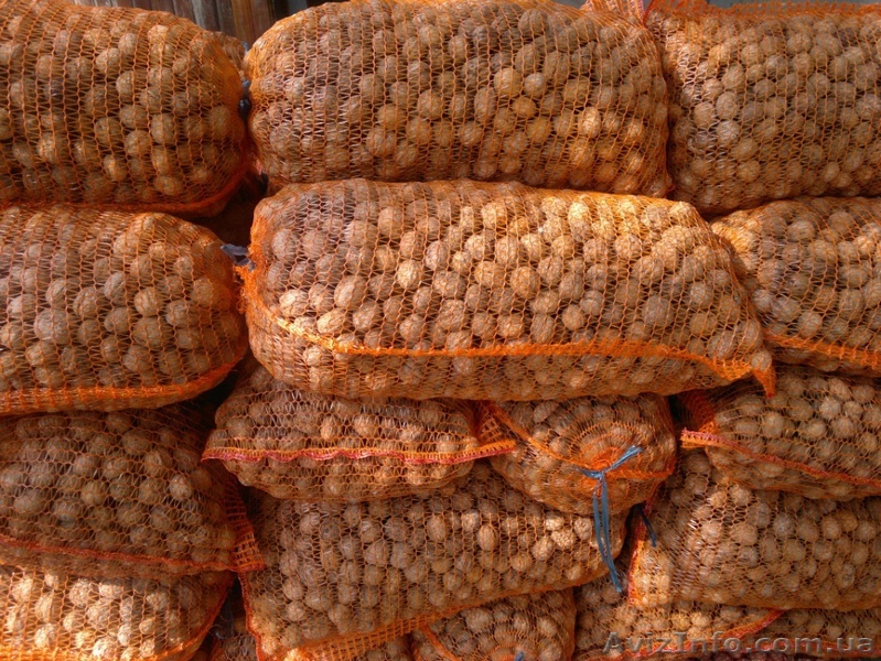 Грецкий орех оптом Украина - <ro>Изображение</ro><ru>Изображение</ru> #1, <ru>Объявление</ru> #947132