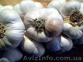 чеснок продам сорт Софиевский - <ro>Изображение</ro><ru>Изображение</ru> #1, <ru>Объявление</ru> #953196