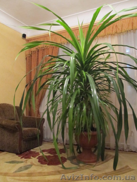 Комнатное растение Панданус - <ro>Изображение</ro><ru>Изображение</ru> #1, <ru>Объявление</ru> #953865