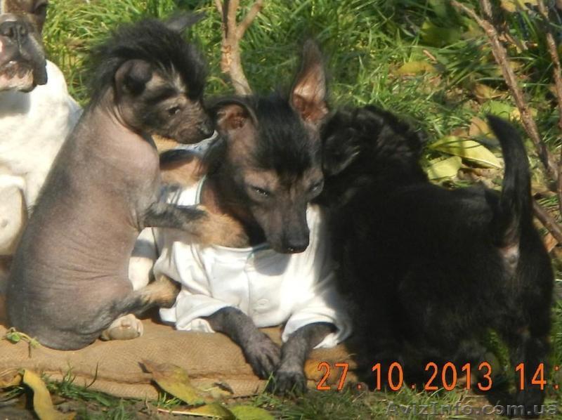 За символическую плату щенок голой собаки ксоло - <ro>Изображение</ro><ru>Изображение</ru> #1, <ru>Объявление</ru> #993749