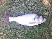 продам живого толстолоба - <ro>Изображение</ro><ru>Изображение</ru> #1, <ru>Объявление</ru> #993200